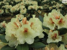 Rhododendron Hybride 'Goldbukett'