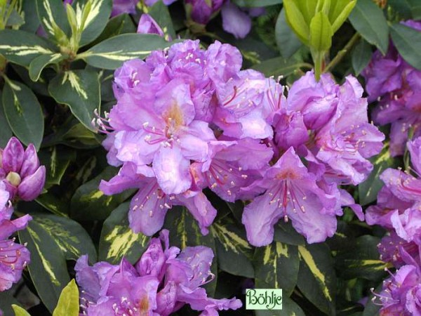 Rhododendron Hybride 'Goldflimmer'