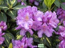 Rhododendron Hybride 'Goldflimmer'
