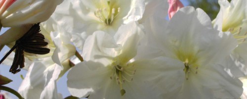 Rhododendron Hybride