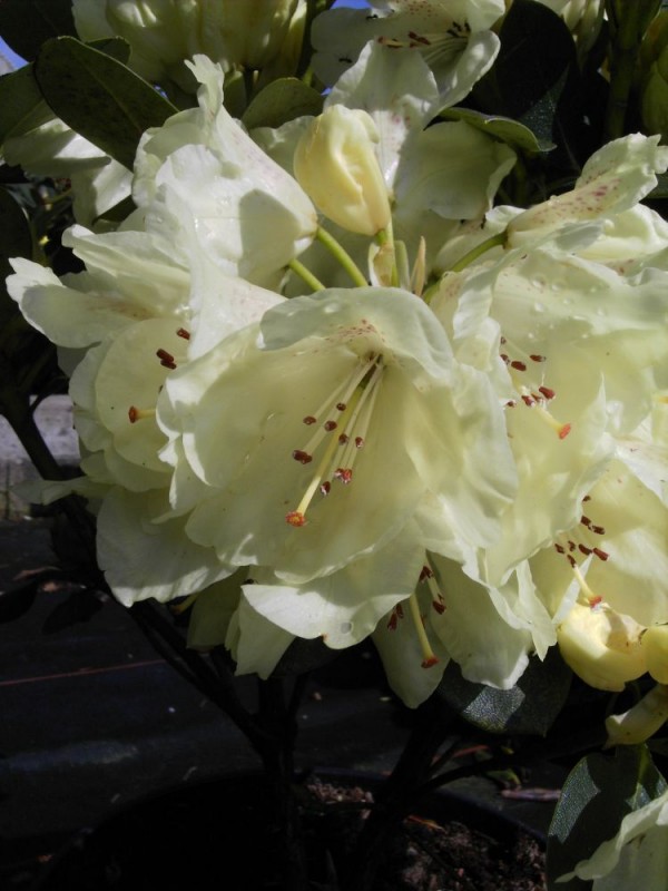 Rhododendron wardii 'Goldkrone' ®
