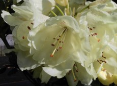 Rhododendron wardii 'Goldkrone' ®