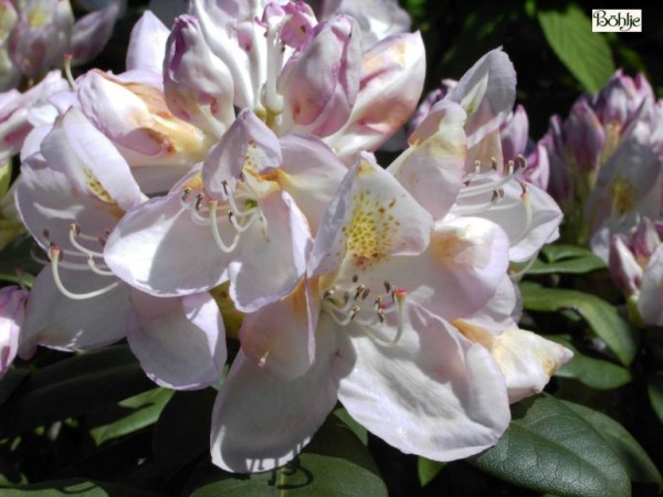 Rhododendron Hybride 'Gomer Waterer'