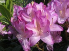 Rhododendron 'Gowenianum'  Syn. 'Govenianum'