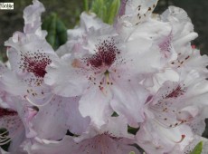 Rhododendron Hybride 'Göteborg'