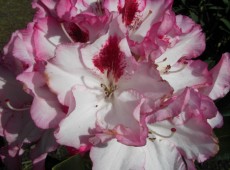 Rhododendron Hybride 'Hachmann's Charmant' -S-