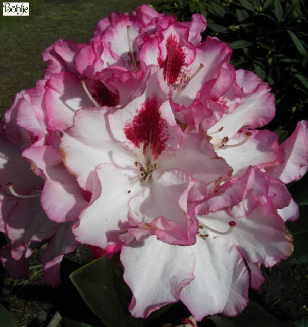 Rhododendron Hybride 'Hachmann's Charmant' -S-