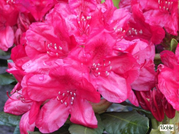 Rhododendron Hybride 'Hachmann's Feuerschein' -S-