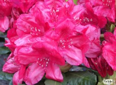 Rhododendron Hybride 'Hachmann's Feuerschein' -S-