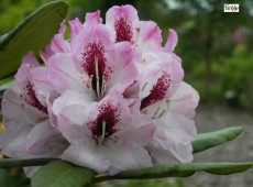 Rhododendron Hybride 'Herbstfreude'