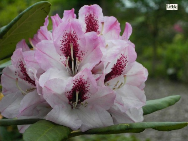 Rhododendron Hybride 'Herbstfreude'