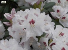 Rhododendron Hybride 'Hermann Backhus'