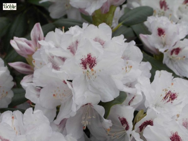 Rhododendron Hybride 'Hermann Backhus'