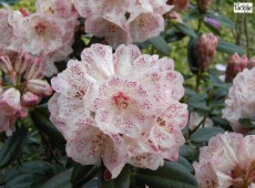 Rhododendron Hybride 'Hille'