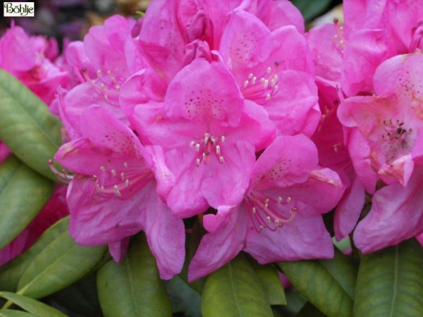 Rhododendron Hybride 'Homer'