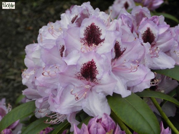 Rhododendron Hybride 'Humboldt'