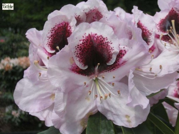 Rhododendron Hybride 'Hyperion'