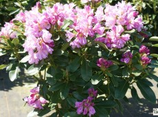 Rhododendron Hybride 'INKARHO - Dufthecke lila'