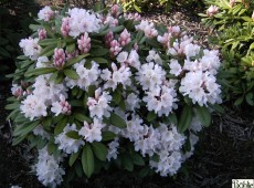 Rhododendron Hybride 'Jacksonii'