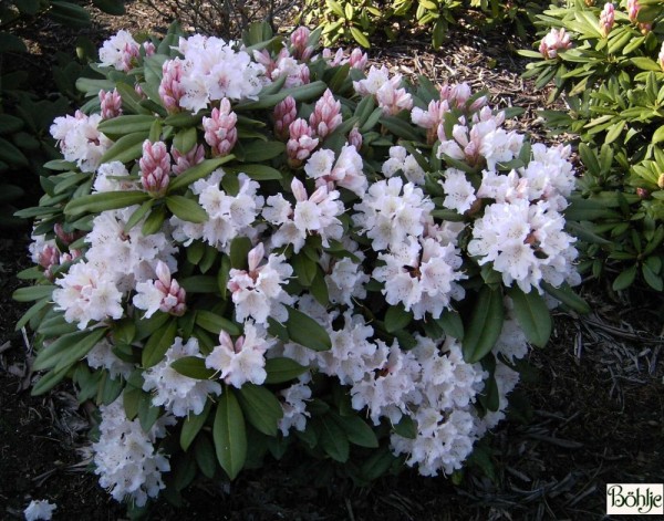 Rhododendron Hybride 'Jacksonii'