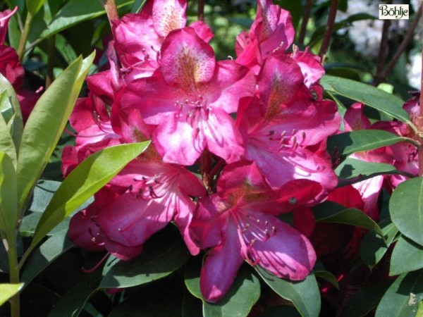 Rhododendron Hybride 'Junifeuer'