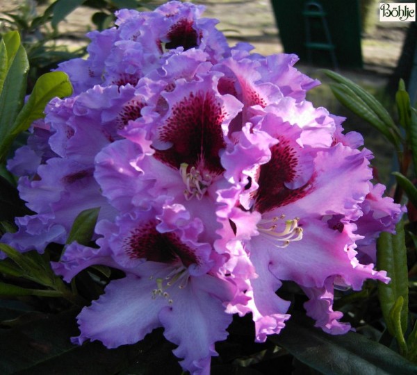 Rhododendron Hybride 'Kabarett' ®