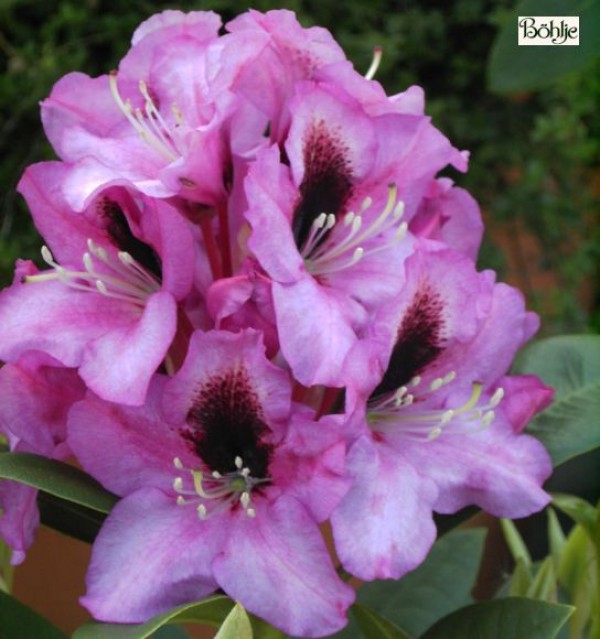 Rhododendron Hybride 'Kokardia' ®