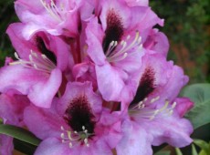 Rhododendron Hybride 'Kokardia' ®