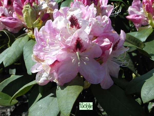 Rhododendron Hybride 'Lady Annette de Trafford'