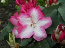 Rhododendron Hybride 'Lem's Monarch'