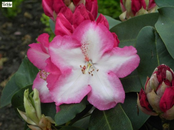 Rhododendron Hybride 'Lem's Monarch'