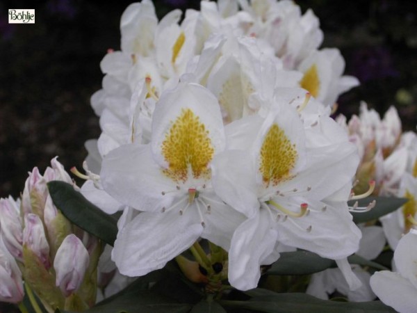 Rhododendron Hybride 'Madame Masson'