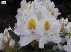 Rhododendron Hybride 'Madame Masson'