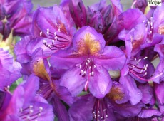 Rhododendron Hybride 'Marcel Menard'