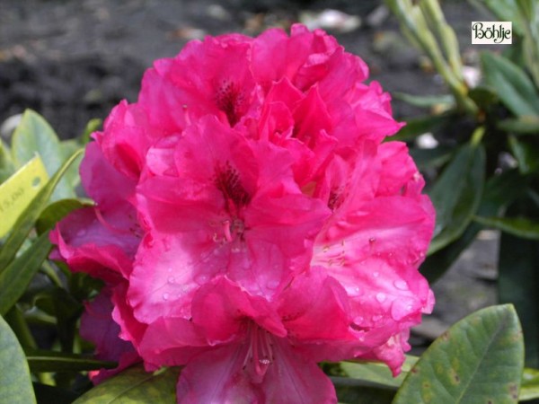Rhododendron insigne 'Marianne von Weizsäcker'