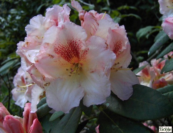 Rhododendron Hybride 'Marylou'