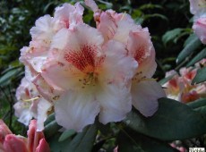 Rhododendron Hybride 'Marylou'