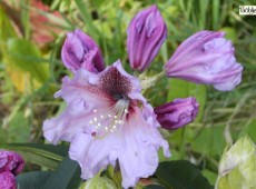 Rhododendron Hybride 'Mooreule'