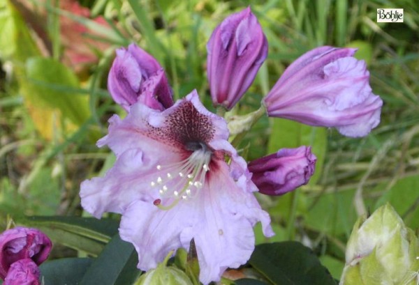 Rhododendron Hybride 'Mooreule'