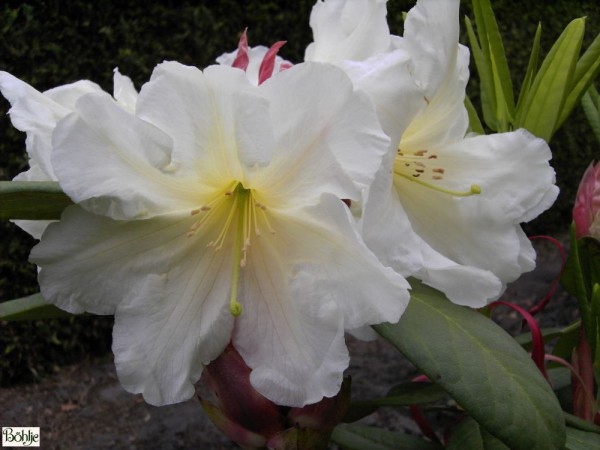Rhododendron Hybride 'Morgenduft'