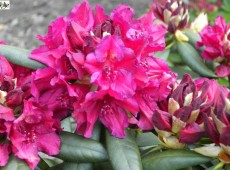 Rhododendron Hybride 'Mrs P. den Ouden'