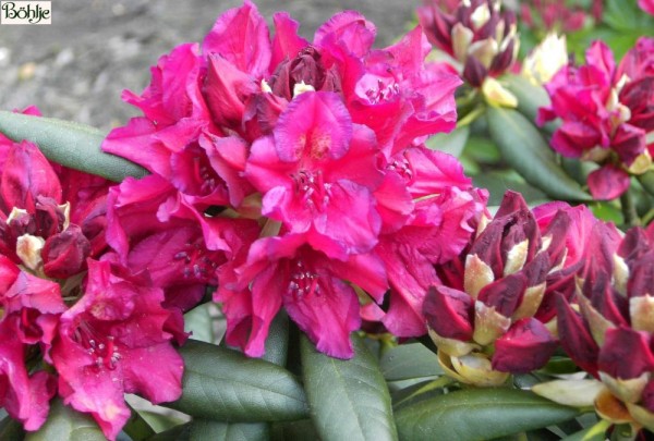 Rhododendron Hybride 'Mrs P. den Ouden'