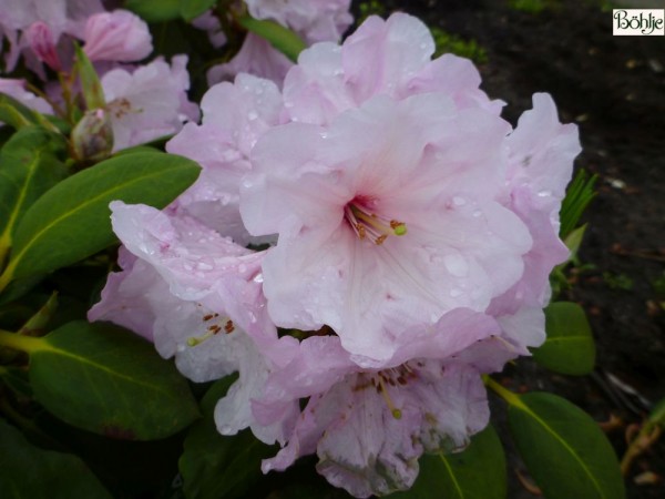 Rhododendron Hybride 'Naomi Glow'