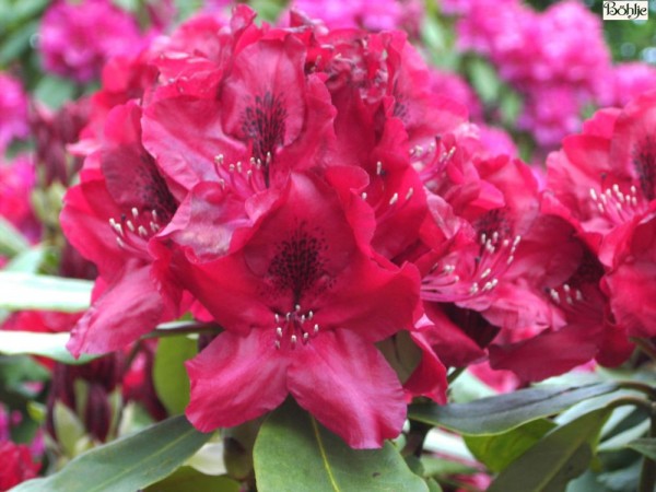Rhododendron Hybride 'Negrito'