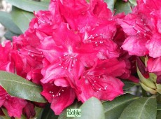 Rhododendron Hybride 'Nicoline'