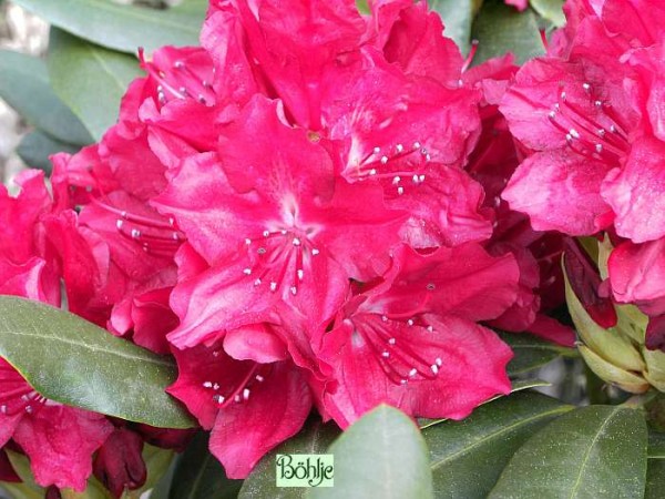 Rhododendron Hybride 'Nicoline'