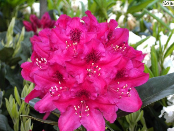 Rhododendron Hybride 'Nova Zembla'