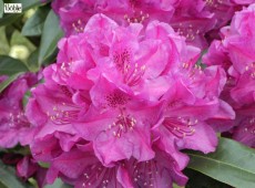 Rhododendron Hybride 'Old Port'