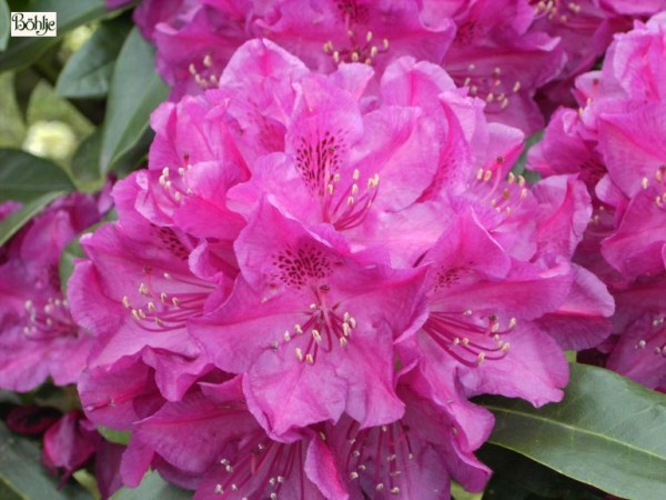 Rhododendron Hybride 'Old Port'