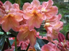 Rhododendron Hybride 'Olga'